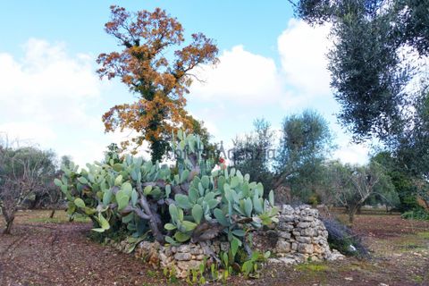 Landejendom i Ostuni, Brindisi, Ostuni - € 135.000 | Ref: 172532 - foto 9